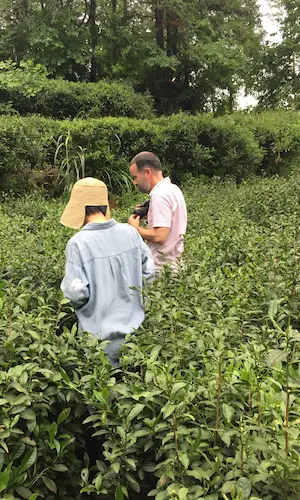 Panoramic view of partner tea gardens