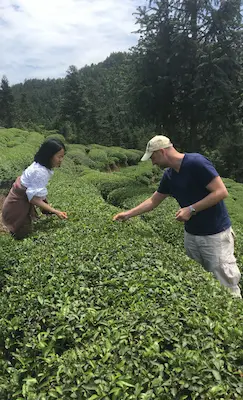 Visiting tea gardens with international buyers