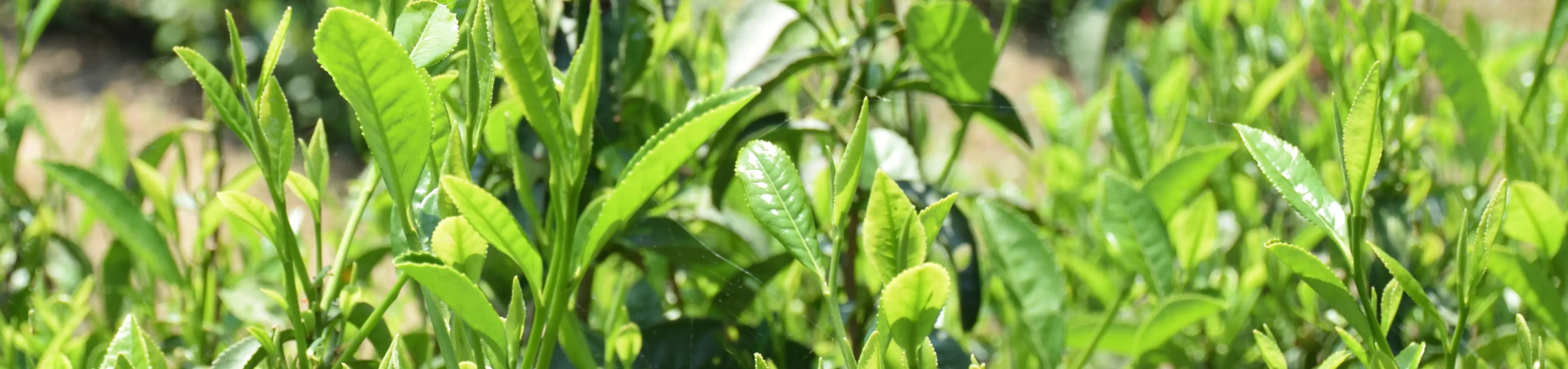 Lush green tea plantation in the mountains of China