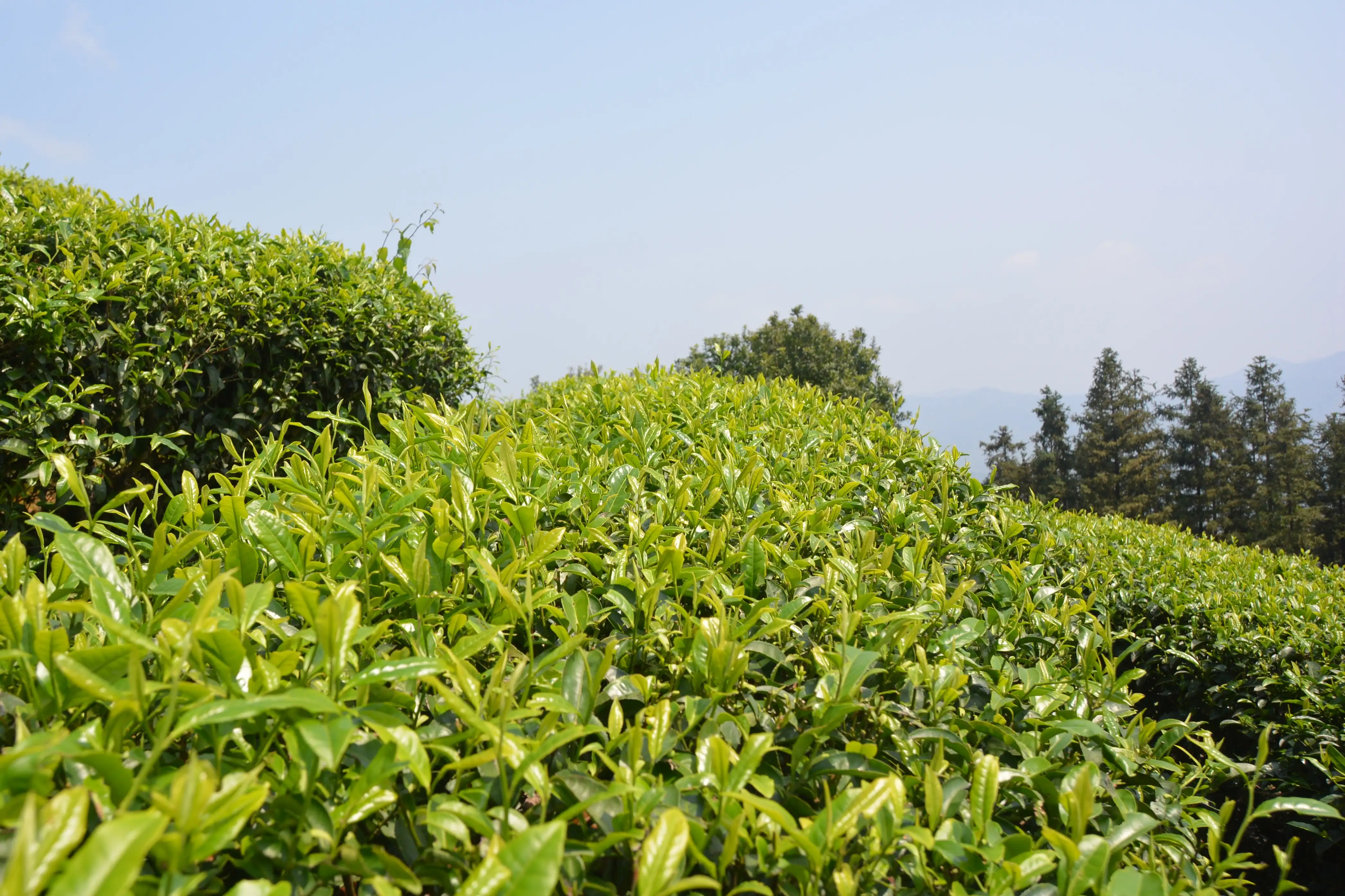 Sun Time Tea team inspecting tea leaves at a partner garden